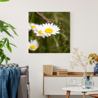 Forest Daisy