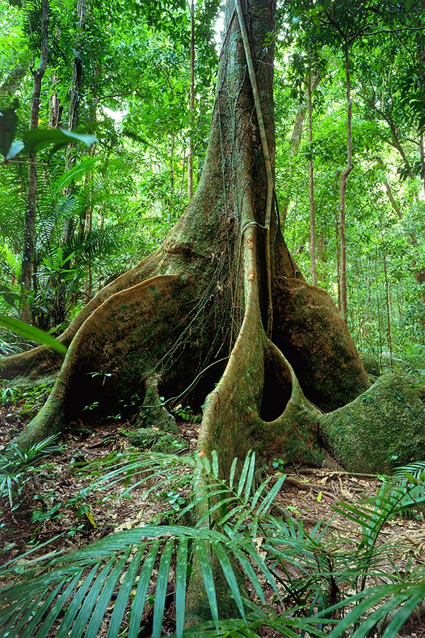 Daintree Rainforest Tree, Queensland, Australia