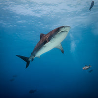 In the shadow of a tiger shark - 1