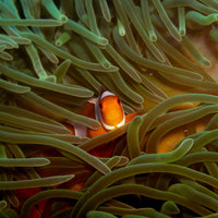 Underwater Standoff - 1