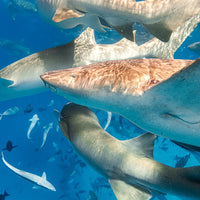 Shark Stack - 1
