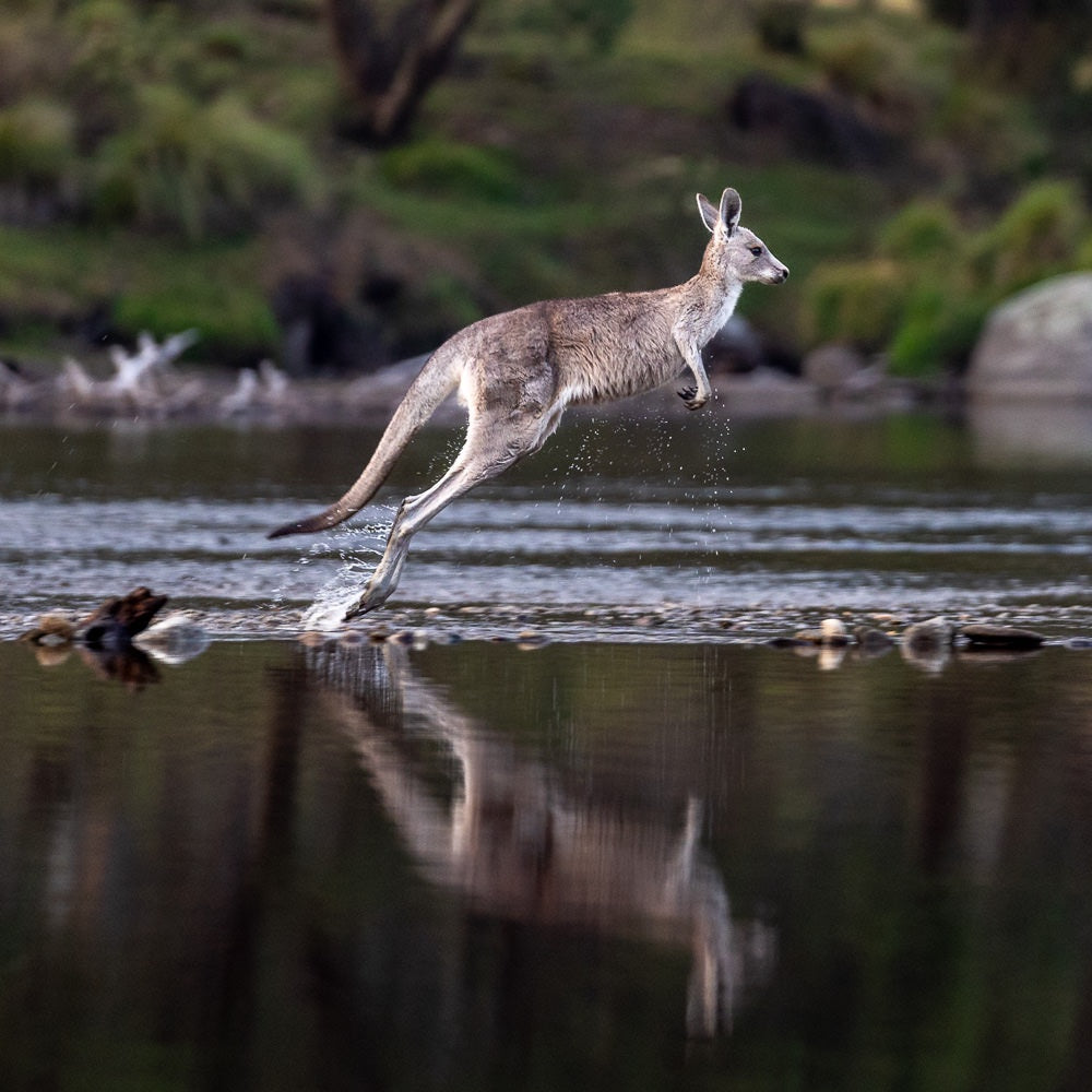 Eastern grey kangaroo - hopping on water - 1