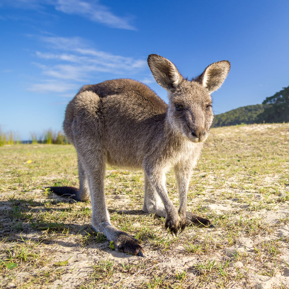 Eastern grey kangaroo - 1