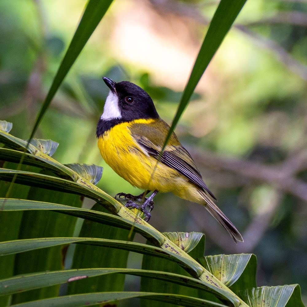 Lord Howe Island Golden Whistler - 1