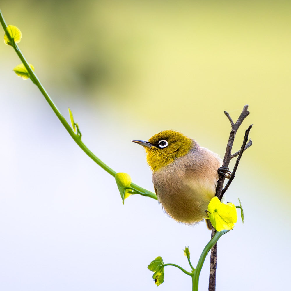 Lord Howe Island Silvereye - 1