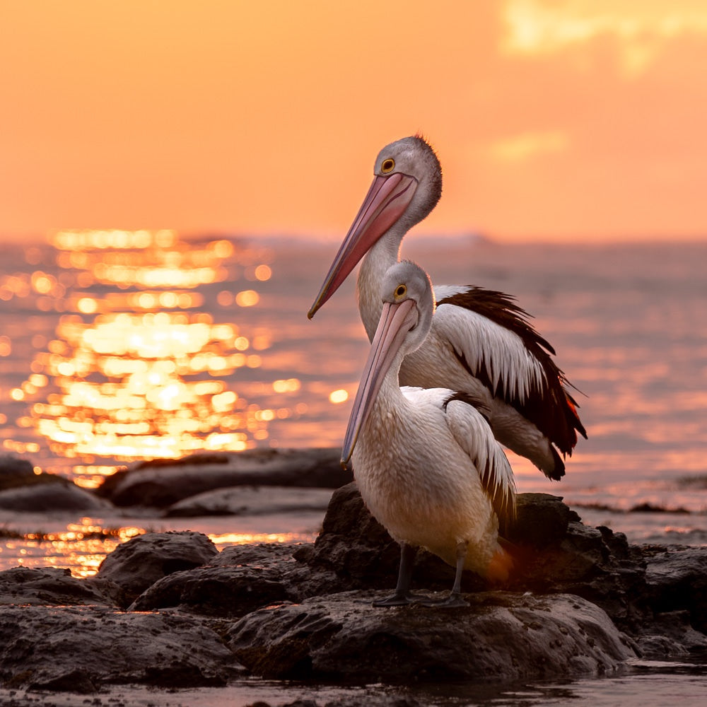 Pelicans - 1