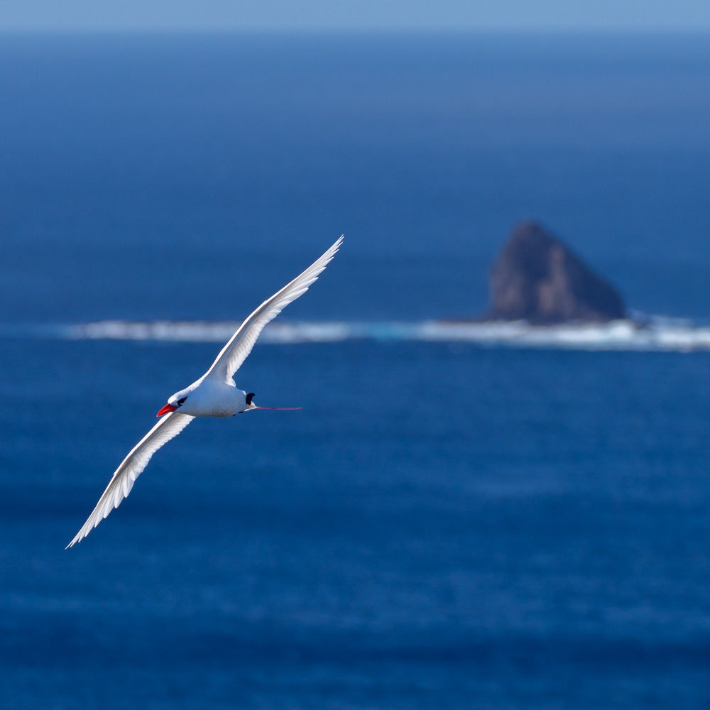Red-tailed tropicbird - 1