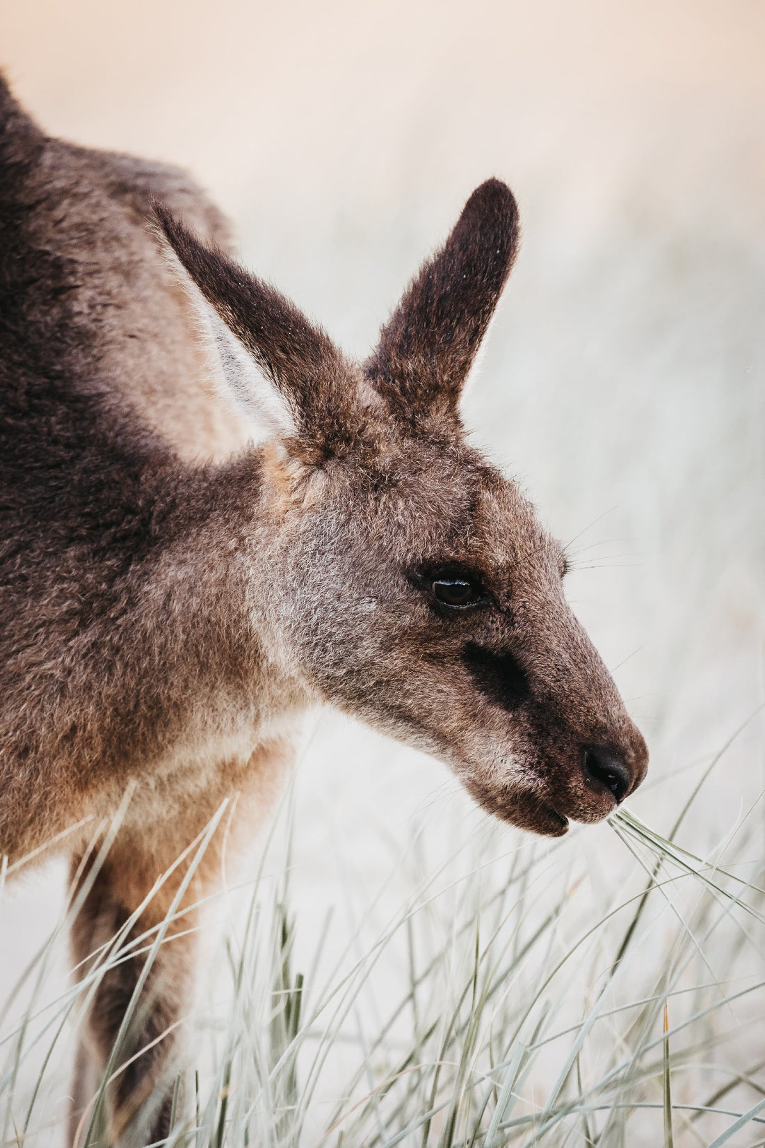 Kangaroo in the Wild at Hat Head, NSW - 1