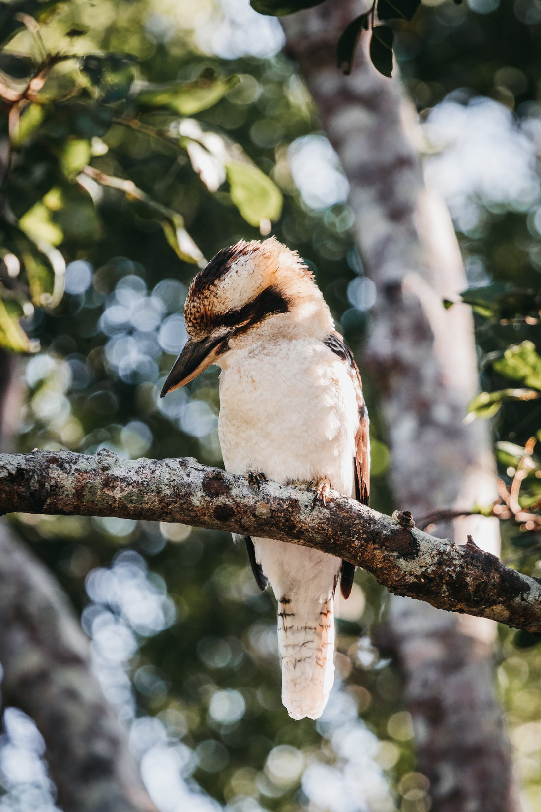 Kookaburra Perched in the Trees, Hat Head NSW - 1