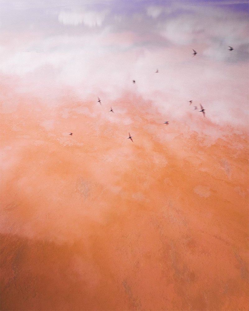 Birds over Hutt Lagoon - 1
