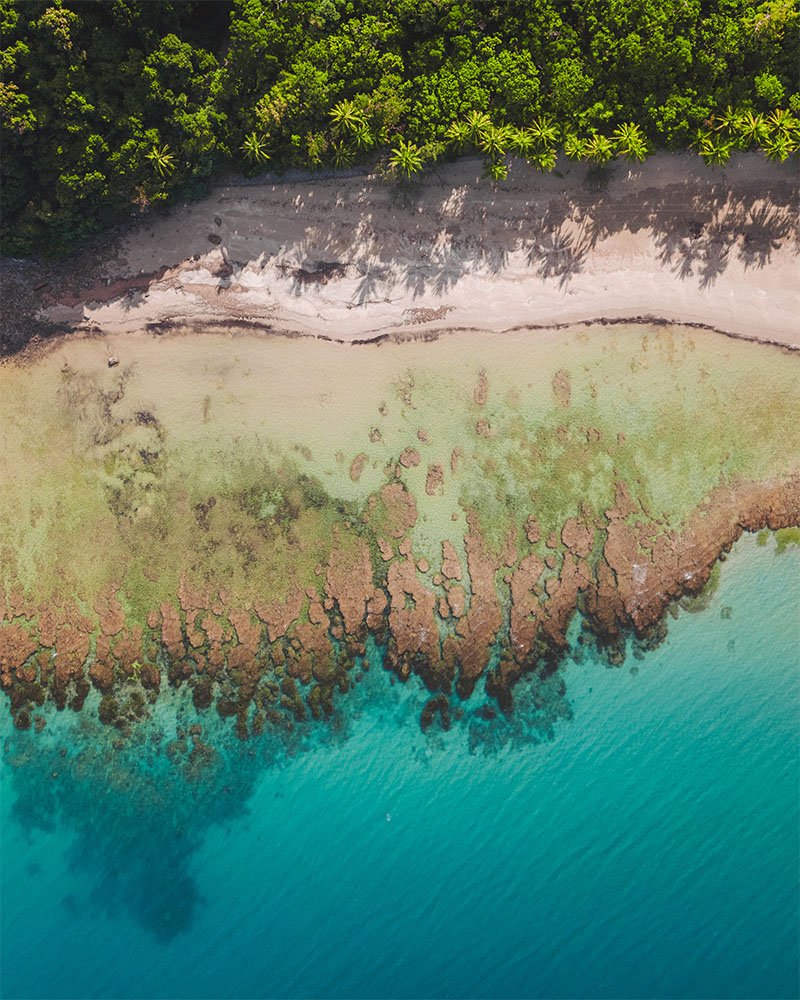 When Coral meets Tropical in the Daintree Forest - 1