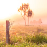 Foggy Winter Mornings - Ingham, Queensland, Australia - 1