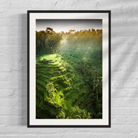 Tegalalang Rice Terrace, Ubud, Bali 2