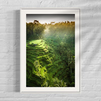 Tegalalang Rice Terrace, Ubud, Bali 2