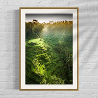 Tegalalang Rice Terrace, Ubud, Bali 2