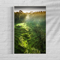 Tegalalang Rice Terrace, Ubud, Bali 2