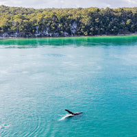 6616ab8ed8c3c268632d0a1d_a-whale-playing-off-the-coast-of-k-gari-fraser-island-_1768024798122.jpg