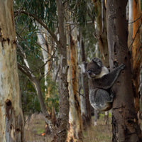 6616ab8ed8c3c268632d0a1d_adelaide-hills-31-_1748069342419.jpg