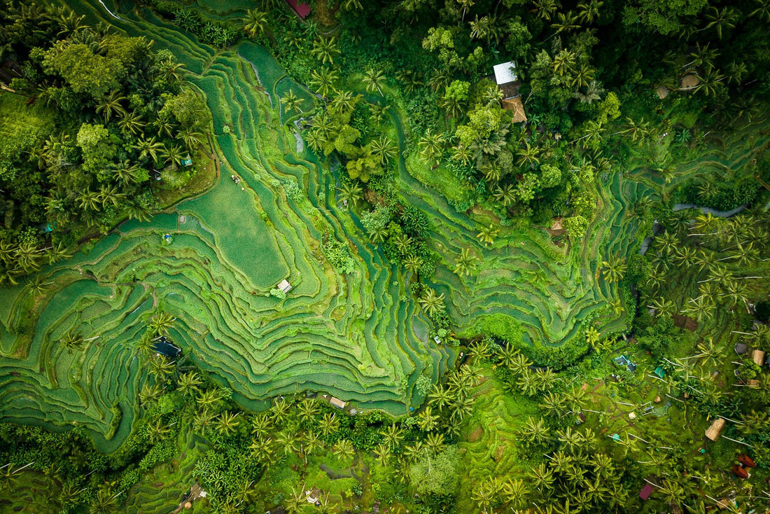 Tegalalang Rice Terrace, Ubud, Bali 1