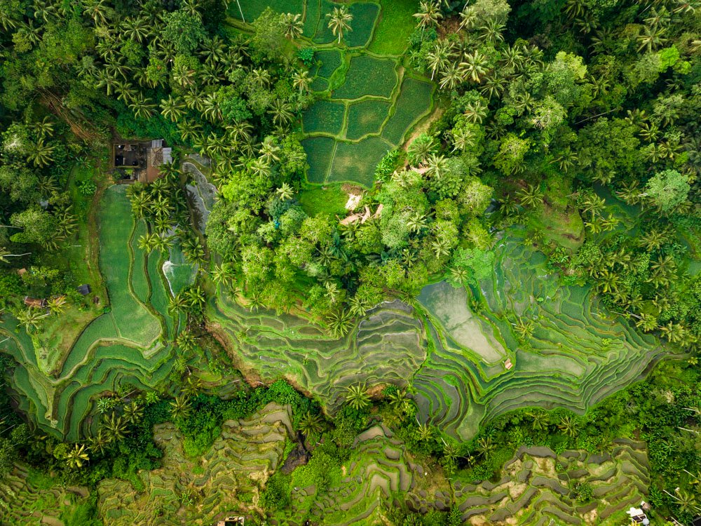 Tegalalang Rice Terrace, Ubud, Bali 12