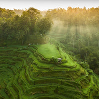 Tegalalang Rice Terrace, Ubud, Bali 4
