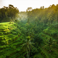 Tegalalang Rice Terrace, Ubud, Bali 7