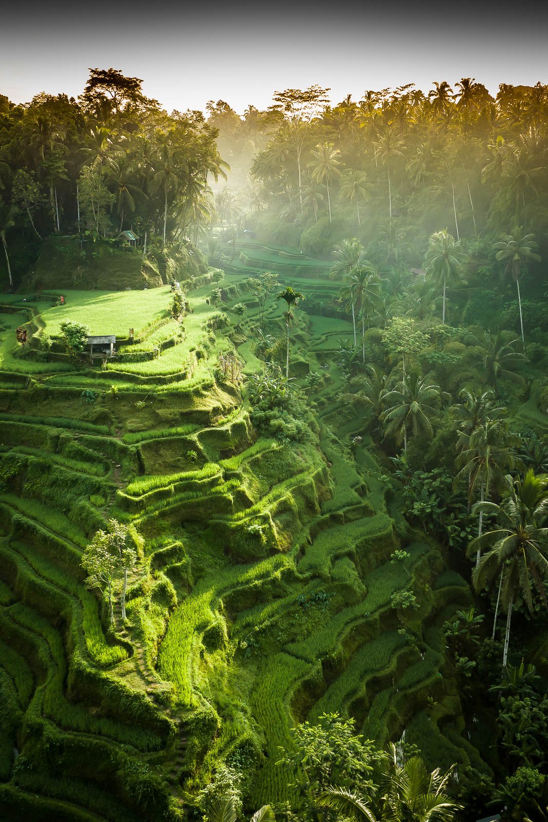 Tegalalang Rice Terrace, Ubud, Bali 2
