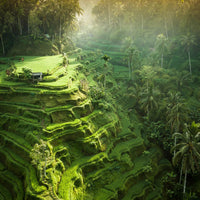 Tegalalang Rice Terrace, Ubud, Bali 2
