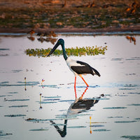 6616ab8ed8c3c268632d0a1d_black-necked-stork-jabiru-web_1763360755505.jpg