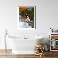 6616ab8ed8c3c268632d0a1d_blue-faced-honey-eater-black-frame_1765693255773.jpg