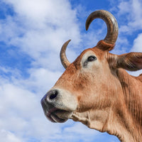 6616ab8ed8c3c268632d0a1d_brahman-steer-16x9_1768020546234.jpg