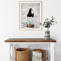 6616ab8ed8c3c268632d0a1d_brown-booby-on-a-coconut-wood-frame_1765687787801.jpg