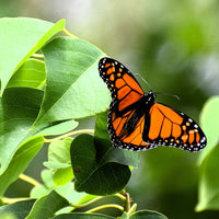 6616ab8ed8c3c268632d0a1d_butterfly-series-2-ss_1766316598760.jpg