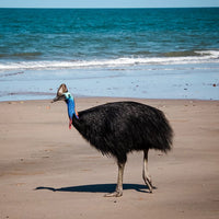 6616ab8ed8c3c268632d0a1d_cassowary-print-2-web_1763359978874.jpg