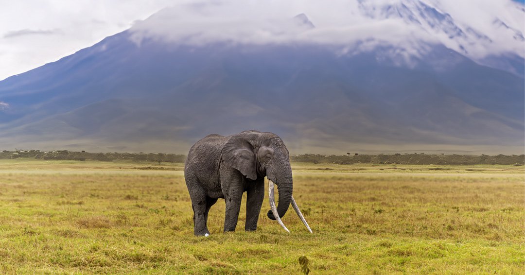 6616ab8ed8c3c268632d0a1d_craig-amboseli-ig_1759387316067.jpg