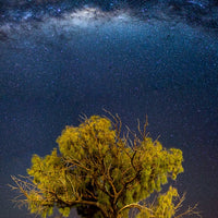 6616ab8ed8c3c268632d0a1d_desert-oak-under-the-milky-way_1773786513582.jpg