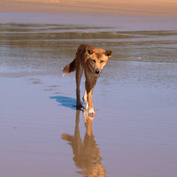 6616ab8ed8c3c268632d0a1d_dingo-reflections-on-kgari-island-web_1765693404481.jpg