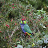 6616ab8ed8c3c268632d0a1d_eye-contact-red-capped-parrot-ss_1765861957278.jpg