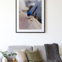 6616ab8ed8c3c268632d0a1d_fairy-wren_1768022370278.png