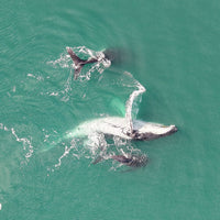 6616ab8ed8c3c268632d0a1d_family-of-whales-playing-off-the-coast-of-hervey-bay_1768025691818.jpg