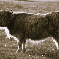 6616ab8ed8c3c268632d0a1d_highland-cow-side-on-full-body-portrait-monochrome_1785414578361.jpg