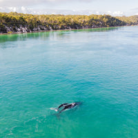 6616ab8ed8c3c268632d0a1d_humpback-whales-swimming-past-the-k-gari-fraser-island-coastline_1768025084390.jpg
