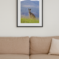 6616ab8ed8c3c268632d0a1d_kangaroo-at-the-snowy-mountains_1764753055907.png