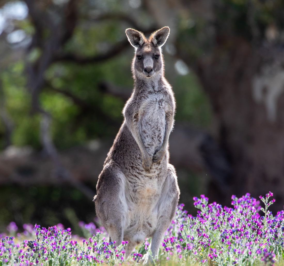 6616ab8ed8c3c268632d0a1d_kangaroo-in-purple-flowers-cropped-x2_1761203775801.jpg