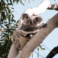 6616ab8ed8c3c268632d0a1d_koala-perched-in-a-tree-web_1763361078550.jpg