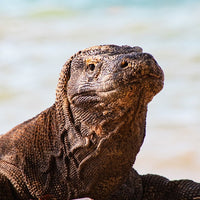 6616ab8ed8c3c268632d0a1d_komodo-dragon-web_1765688700782.jpg