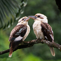 6616ab8ed8c3c268632d0a1d_kookaburra-love-birds-web_1765688797674.jpg