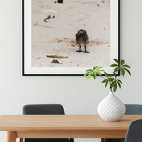 6616ab8ed8c3c268632d0a1d_lady-elliot-island-chick_1772517648236.png