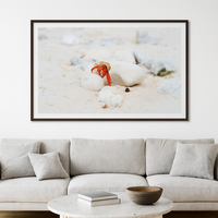 6616ab8ed8c3c268632d0a1d_lady-elliot-island-crab-3_1772518008555.png