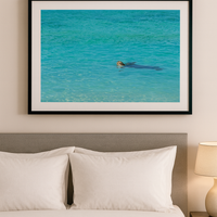 6616ab8ed8c3c268632d0a1d_lady-elliot-island-turtle_1772516981232.png